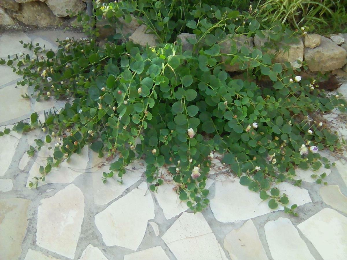 Sbarcatore Dei Turchi Hotel Brucoli Luaran gambar